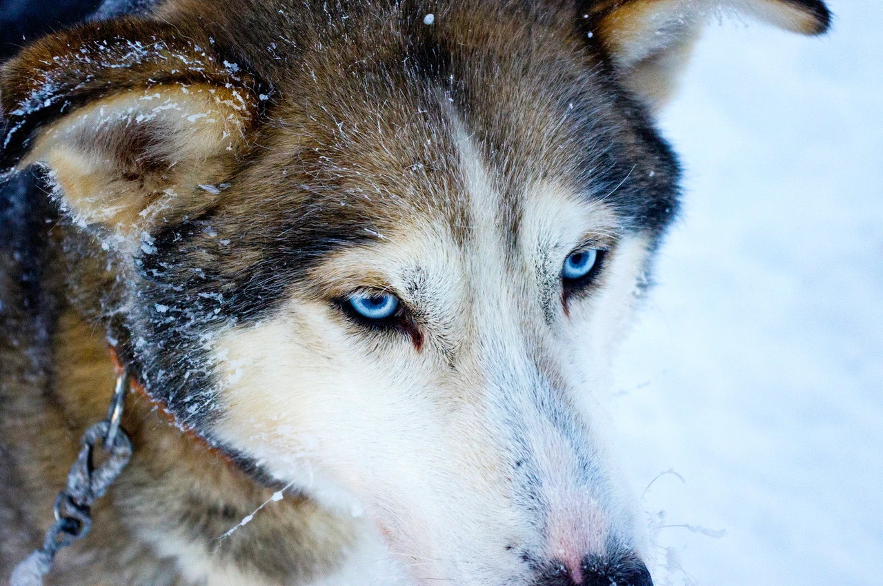 Aldırışsız bir çalışan köpek — husky, kırağılı tüy