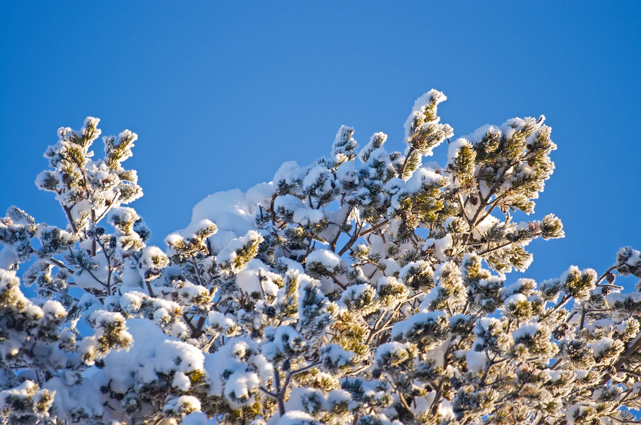 Kare 22
