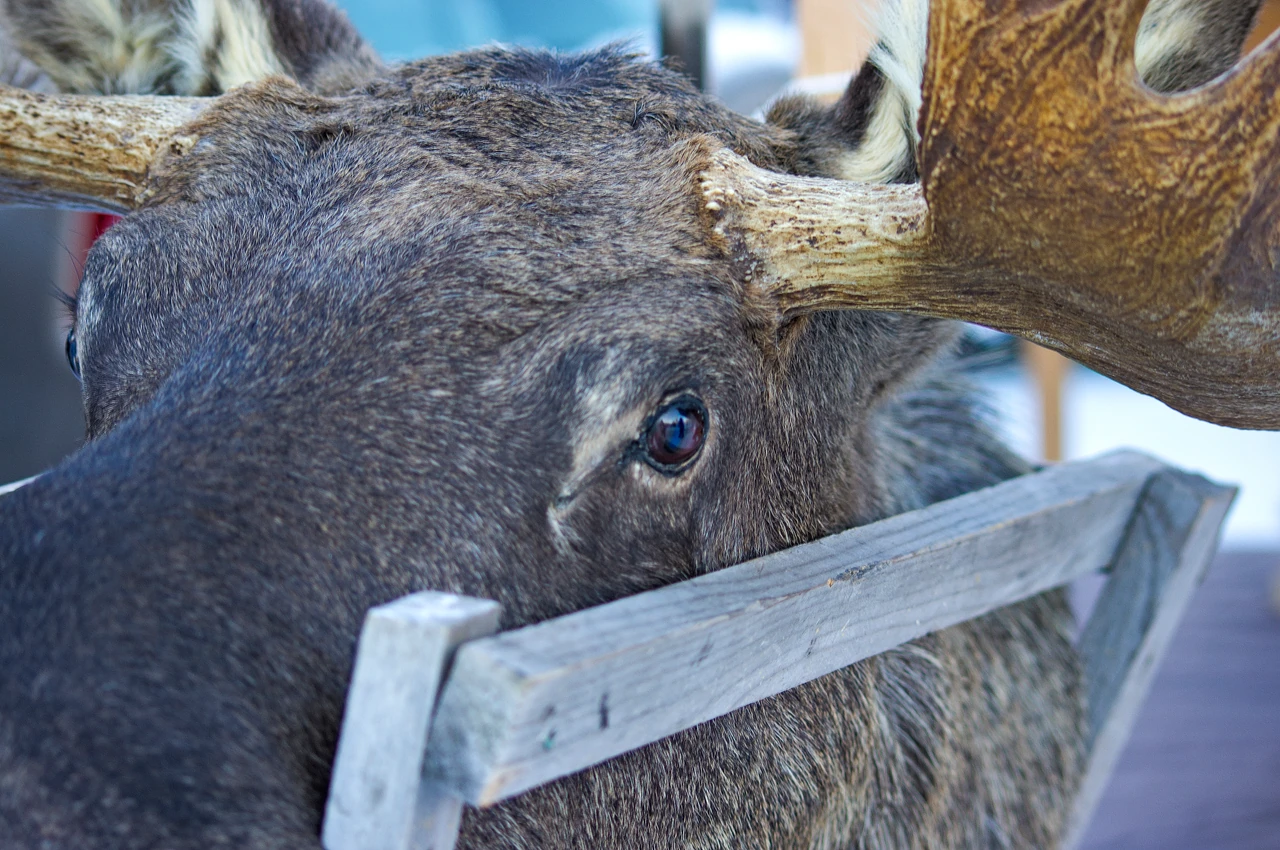 Yakından bir moose — şenliğe aldırışsız